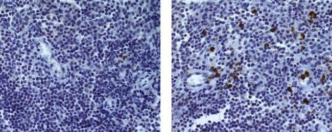 Rat IgG2a kappa Isotype Control in Immunohistochemistry (Paraffin) (IHC (P))