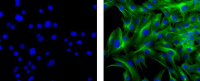 Mouse IgG1 kappa Isotype Control in Immunocytochemistry (ICC/IF)