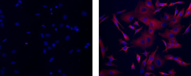 Mouse IgG2a kappa Isotype Control in Immunocytochemistry (ICC/IF)