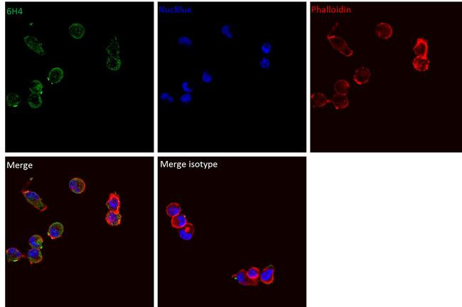 Mouse IgG2b kappa Isotype Control in Immunocytochemistry (ICC/IF)