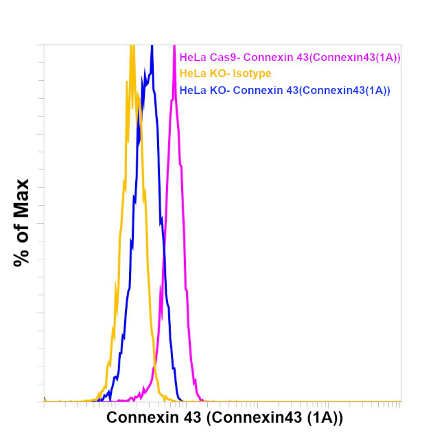 Connexin 43 Antibody