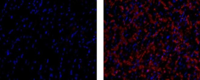 Connexin 43 Antibody in Immunohistochemistry (Paraffin) (IHC (P))