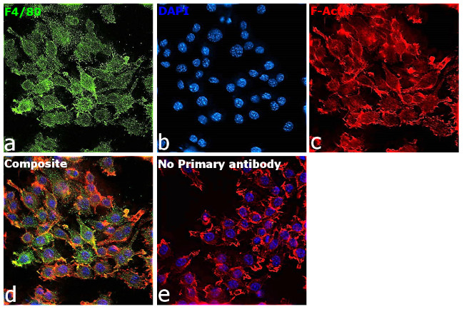 F4/80 Antibody in Immunocytochemistry (ICC/IF)