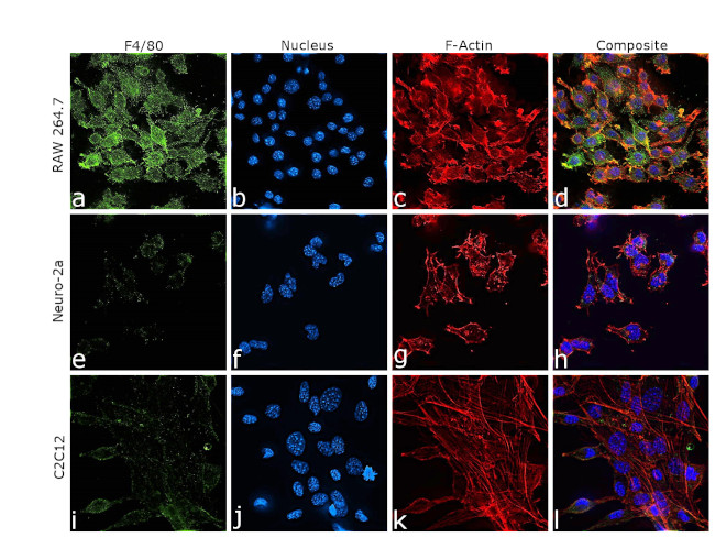 F4/80 Antibody