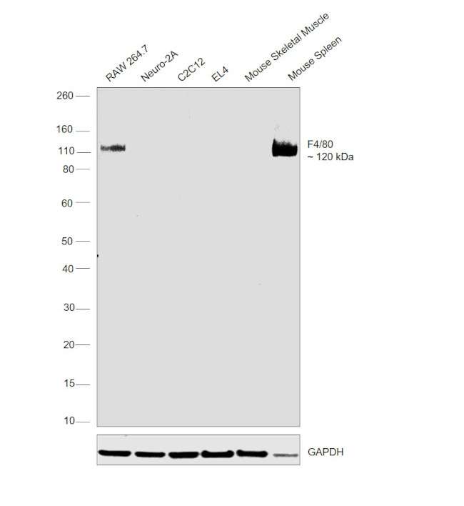 F4/80 Antibody