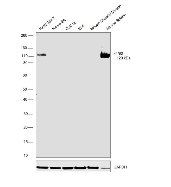 F4/80 Antibody in Western Blot (WB)