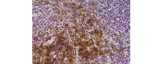 F4/80 Antibody in Immunohistochemistry (Paraffin) (IHC (P))