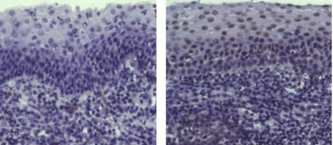 Armenian Hamster IgG Isotype Control in Immunohistochemistry (Paraffin) (IHC (P))