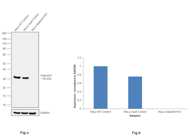 Galectin 3 Antibody