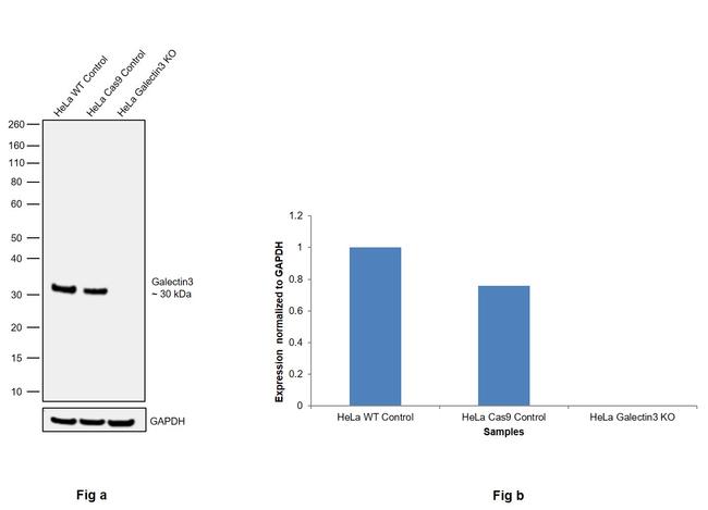 Galectin 3 Antibody in Western Blot (WB)