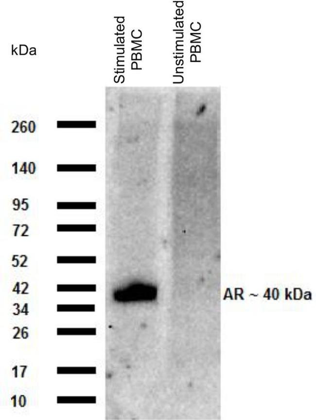 Amphiregulin Antibody in Western Blot (WB)