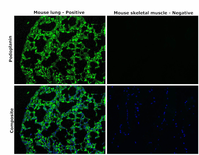 Podoplanin Antibody in Immunohistochemistry (Paraffin) (IHC (P))