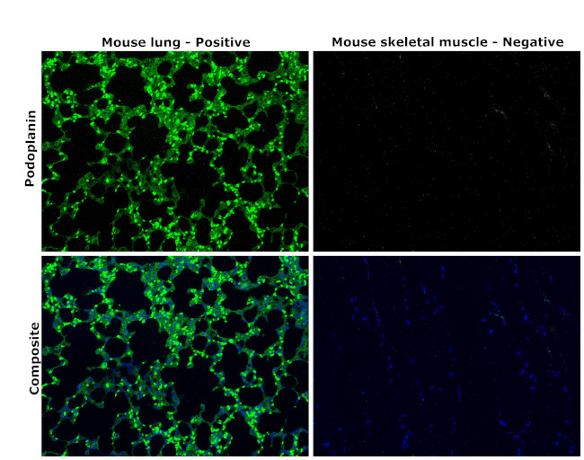 Podoplanin Antibody in Immunohistochemistry (Paraffin) (IHC (P))