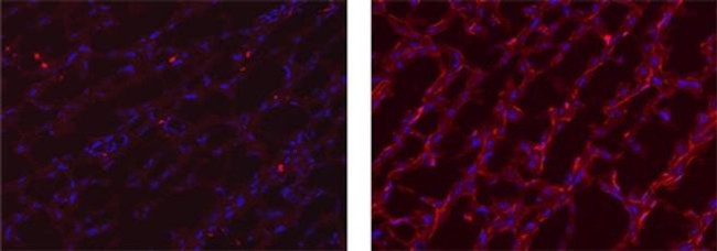 MERTK Antibody in Immunohistochemistry (Frozen) (IHC (F))