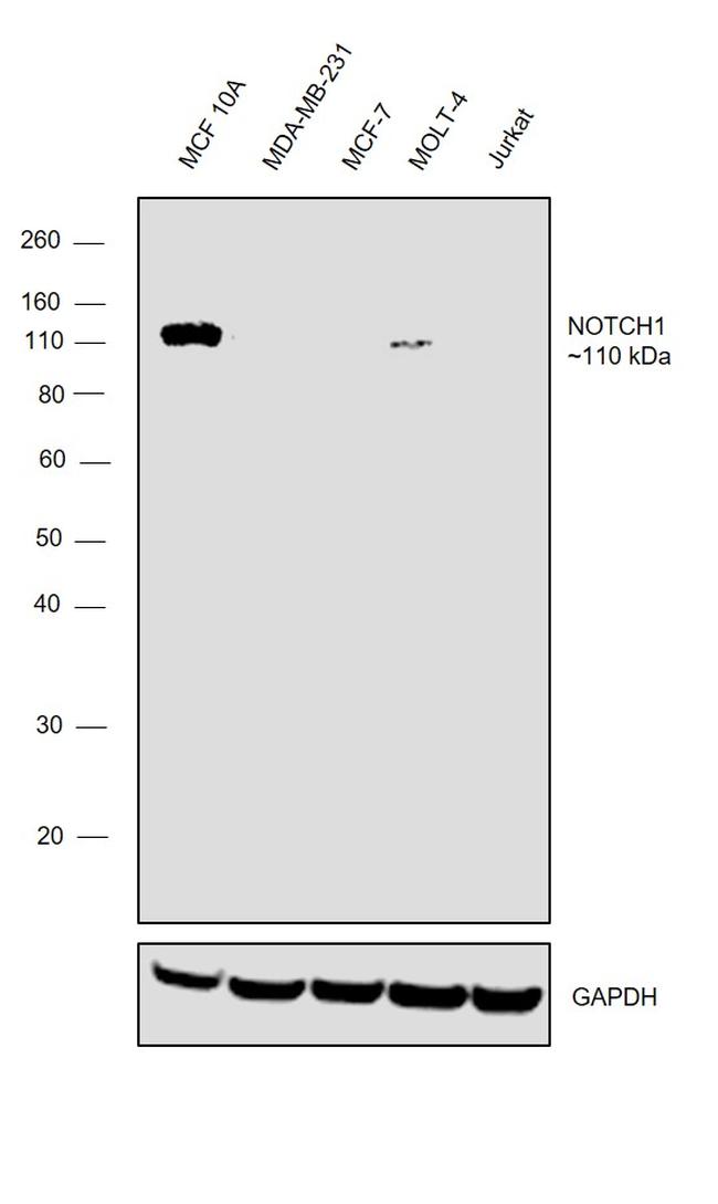 NOTCH1 Antibody in Western Blot (WB)