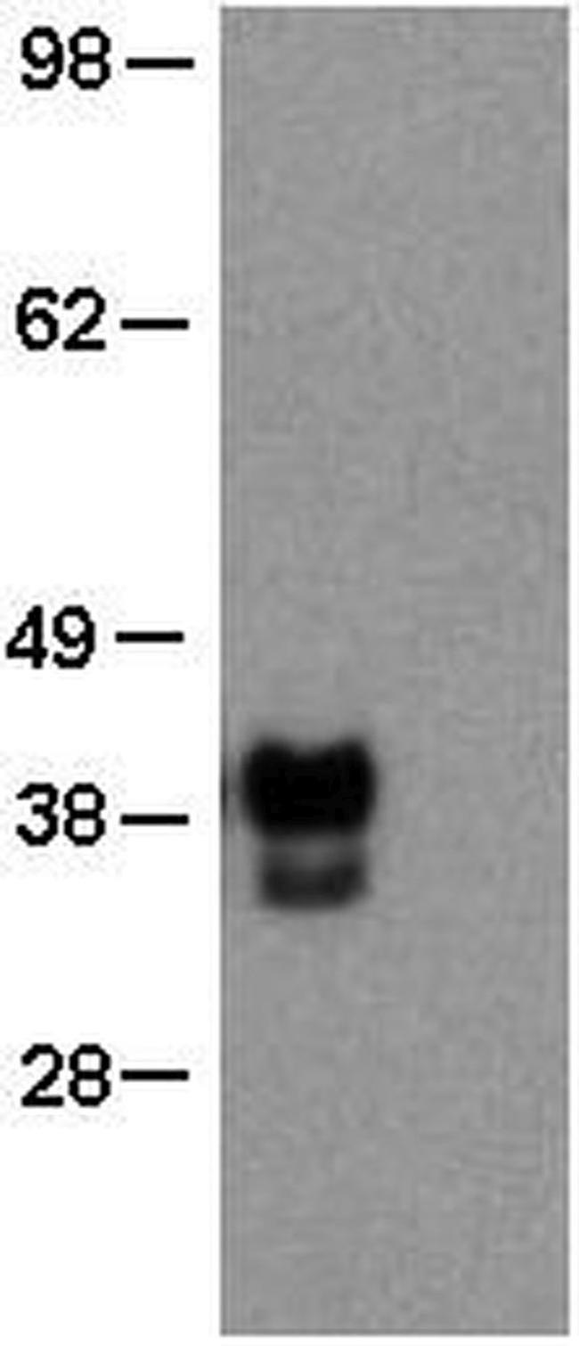 OCT3/4 Antibody in Western Blot (WB)