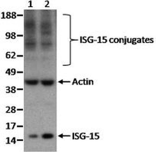 ISG15 Antibody in Western Blot (WB)