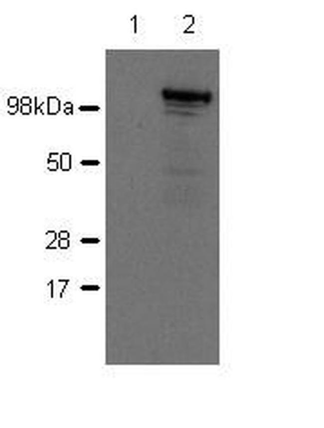 Nod2 Antibody in Western Blot (WB)