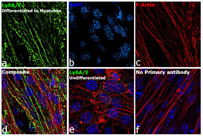 Ly-6A/E (Sca-1) Antibody in Immunocytochemistry (ICC/IF)