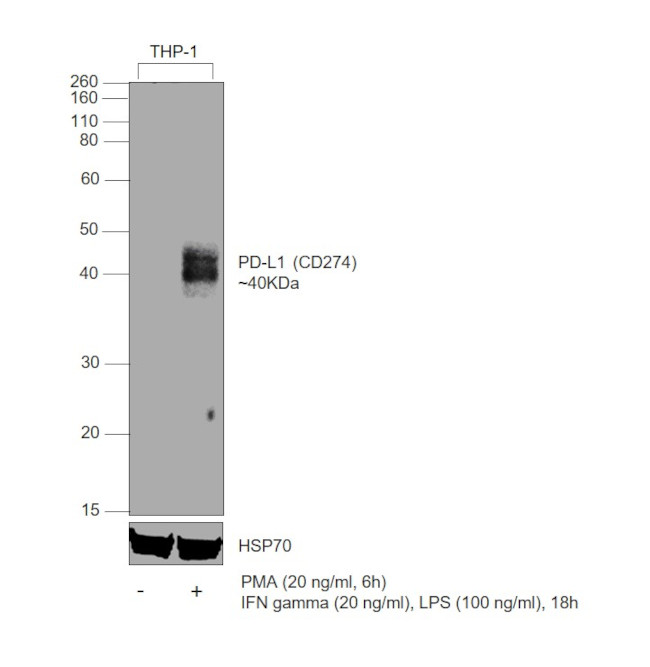 CD274 (PD-L1, B7-H1) Antibody in Western Blot (WB)
