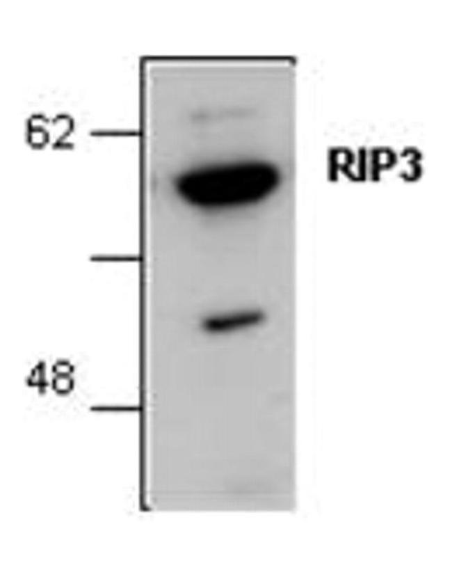 RIP3 Antibody in Western Blot (WB)