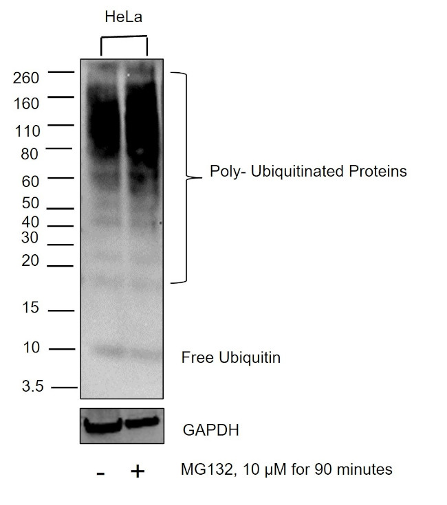 Ubiquitin Antibody in Western Blot (WB)