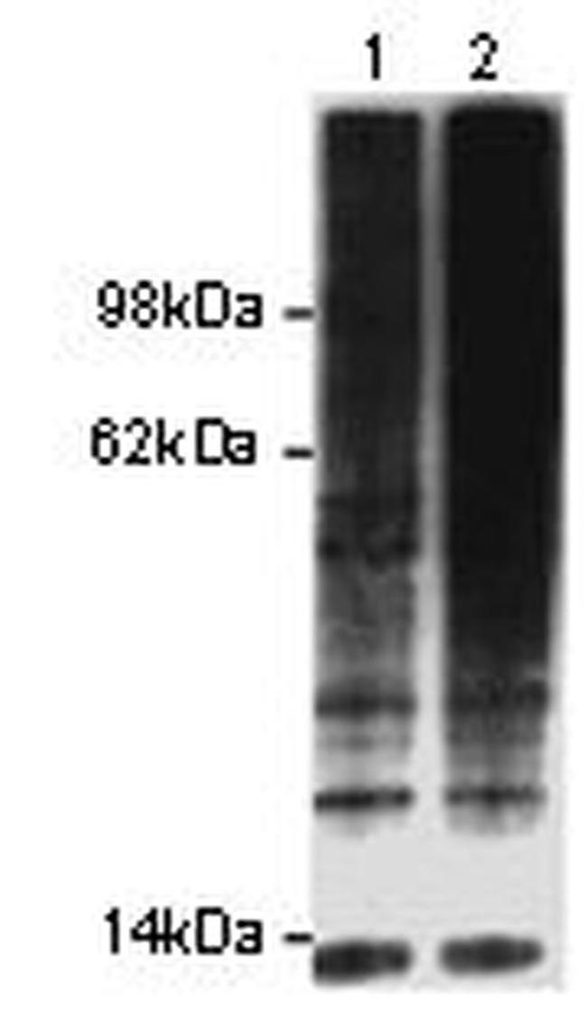 Ubiquitin Antibody in Western Blot (WB)