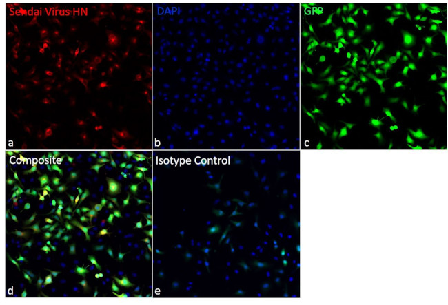 Sendai virus HN Antibody in Immunocytochemistry (ICC/IF)