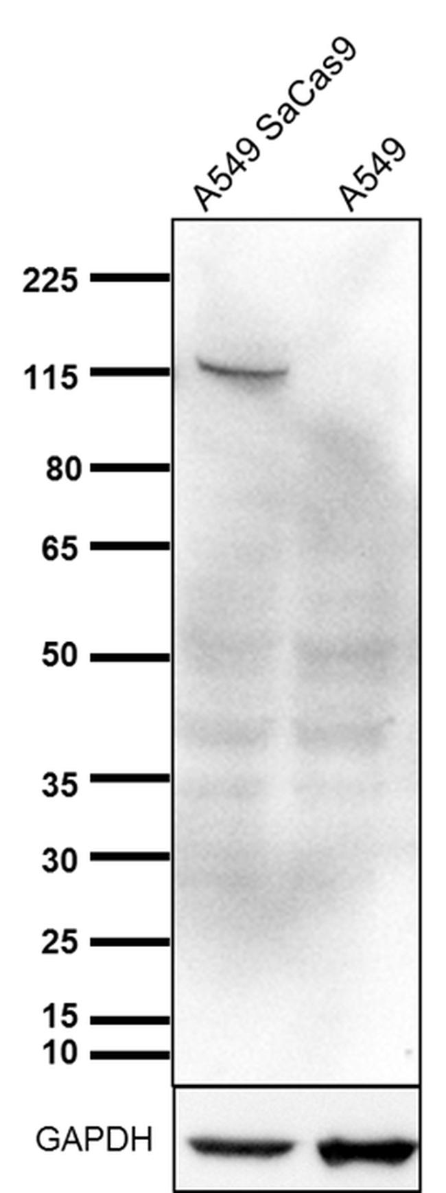 Staphylococcus aureus Cas9 Antibody in Western Blot (WB)