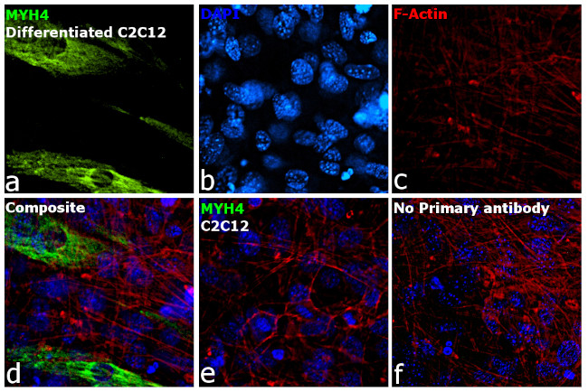 Myosin 4 Antibody in Immunocytochemistry (ICC/IF)