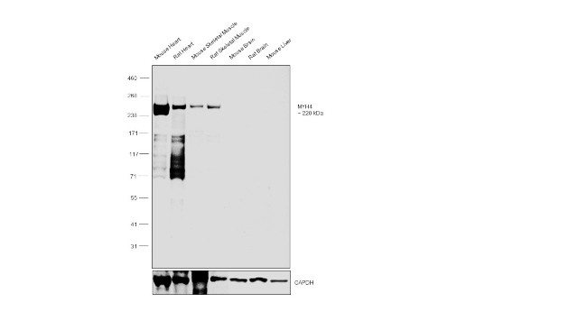 Myosin 4 Antibody in Western Blot (WB)