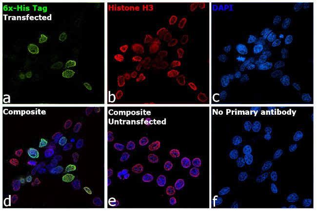 6x-His Tag Antibody in Immunocytochemistry (ICC/IF)