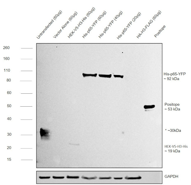 6x-His Tag Antibody