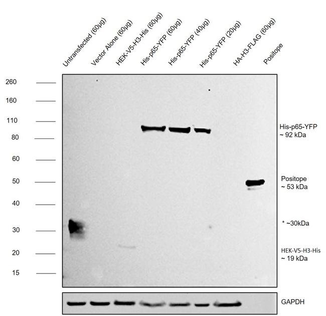 6x-His Tag Antibody in Western Blot (WB)