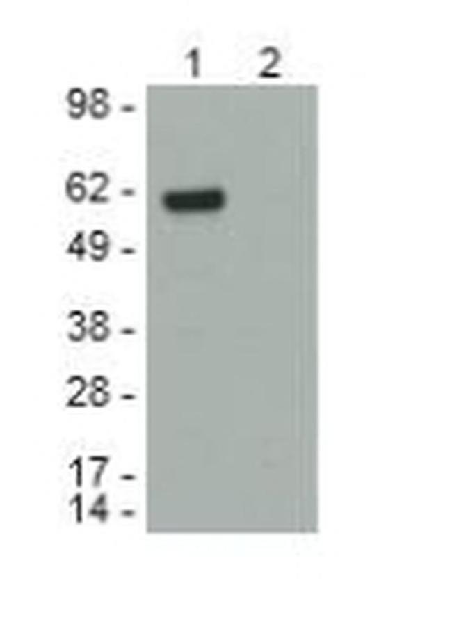 6x-His Tag Antibody in Western Blot (WB)