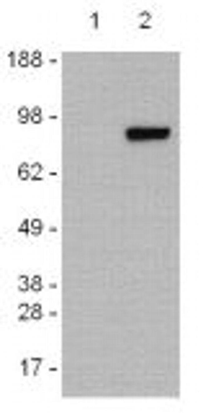 PARP1 (cleaved Asp214) Antibody in Western Blot (WB)