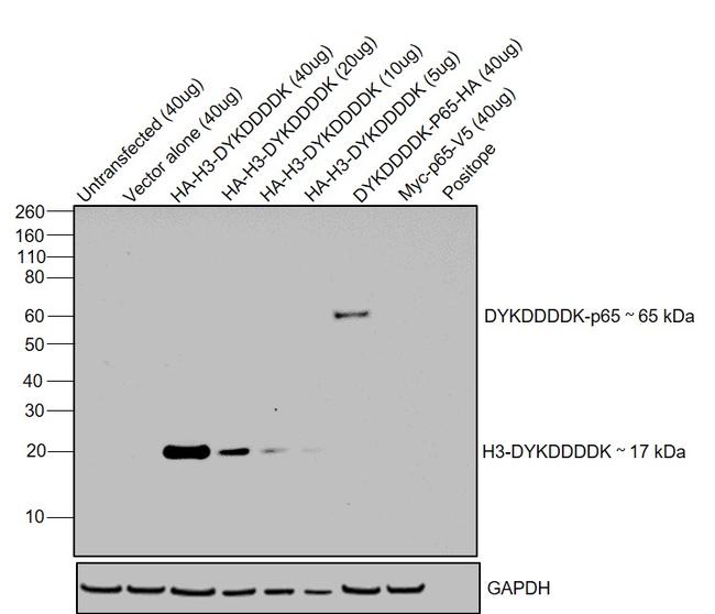 DYKDDDDK Tag Antibody in Western Blot (WB)