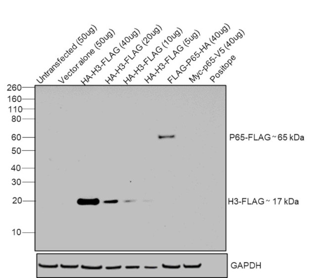 DYKDDDDK Tag Antibody