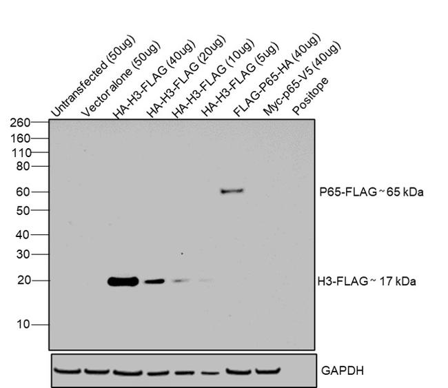 DYKDDDDK Tag Antibody in Western Blot (WB)