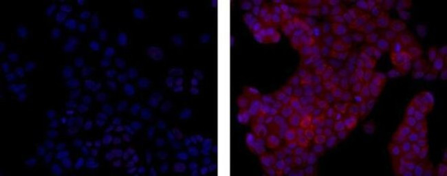 MCL-1 Antibody in Immunocytochemistry (ICC/IF)