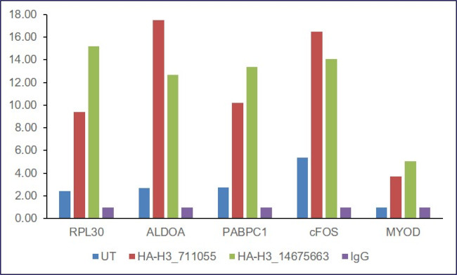 HA Tag Antibody in ChIP Assay (ChIP)