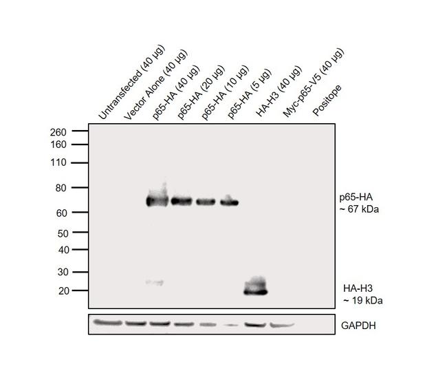 HA Tag Antibody in Western Blot (WB)