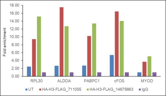 HA Tag Antibody in ChIP Assay (ChIP)