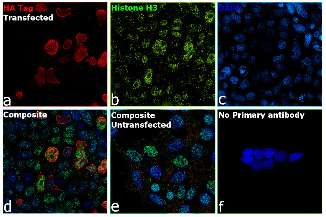 HA Tag Antibody in Immunocytochemistry (ICC/IF)