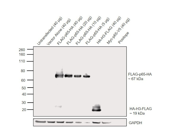 HA Tag Antibody