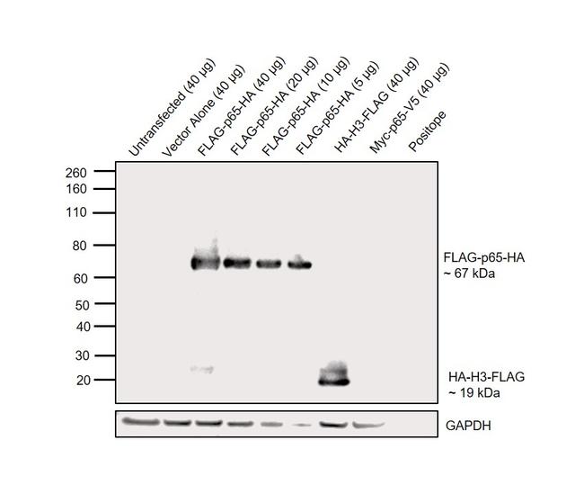 HA Tag Antibody in Western Blot (WB)