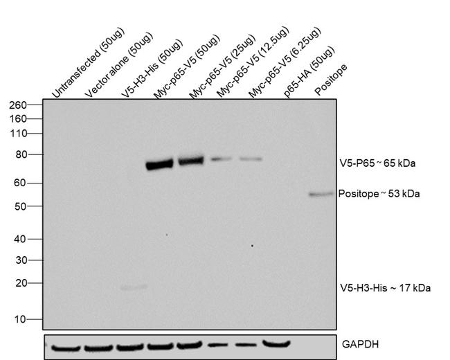 V5 Tag Antibody in Western Blot (WB)