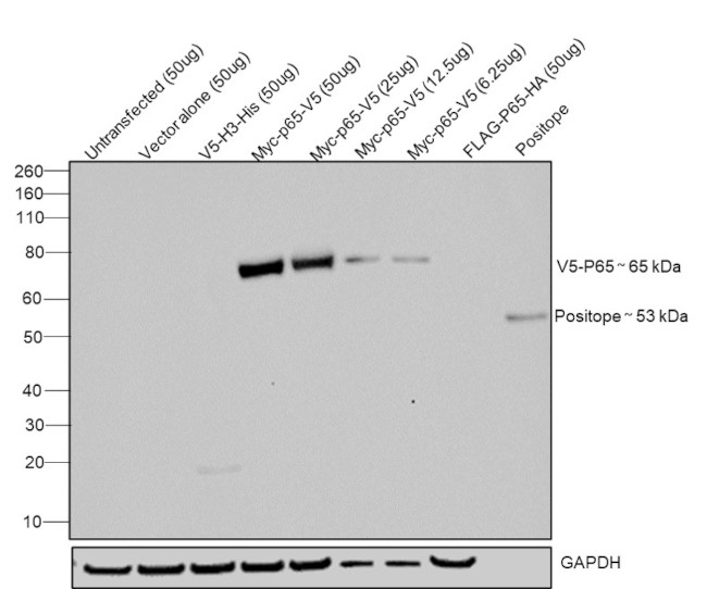 V5 Tag Antibody