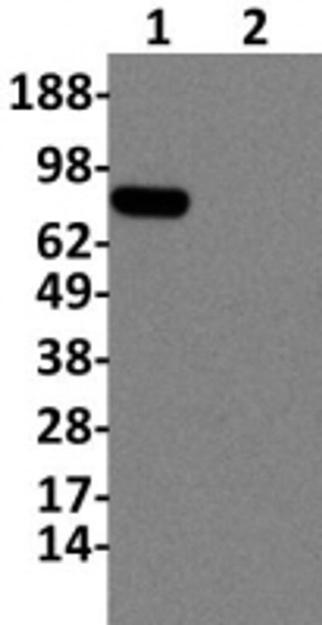 IkB zeta Antibody in Western Blot (WB)