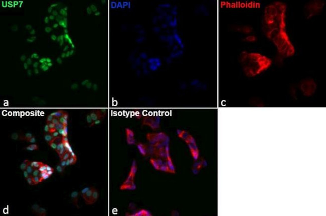 USP7 Antibody in Immunocytochemistry (ICC/IF)